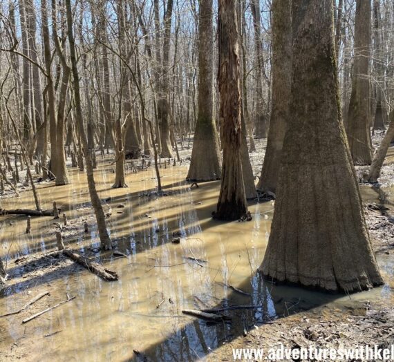 Congaree National Park with Kids- Road Trip Stop