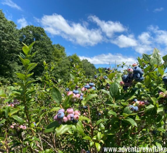 Pick Your Own Blueberries – Markleysburg, PA